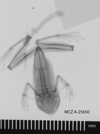 Media type: image;   Herpetology A-25650